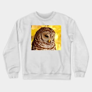Barred Owl Crewneck Sweatshirt